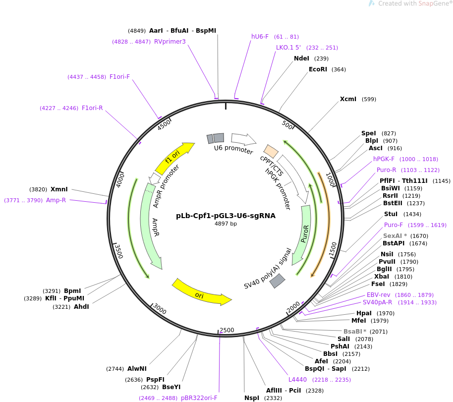 pLb-Cpf1-pGL3-U6-sgRNA载体图谱