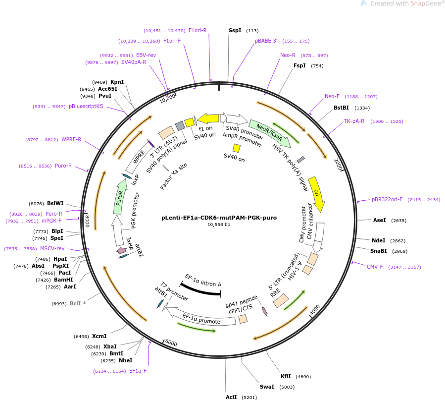 pLenti-EF1a-CDK6-mutPAM-PGK-puroWT载体图谱