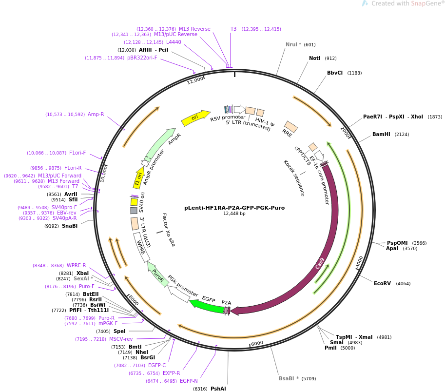 pLenti-HF1RA-P2A-GFP-PGK-Puro质粒图谱