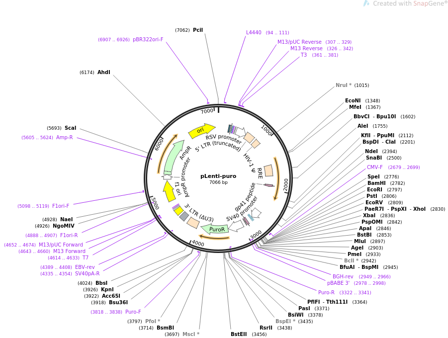 pLenti-puro载体图谱