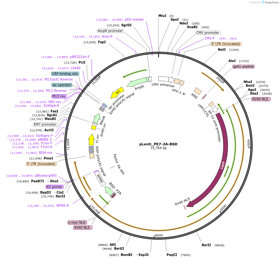 pLenti_PE7-2A-BSD载体图谱