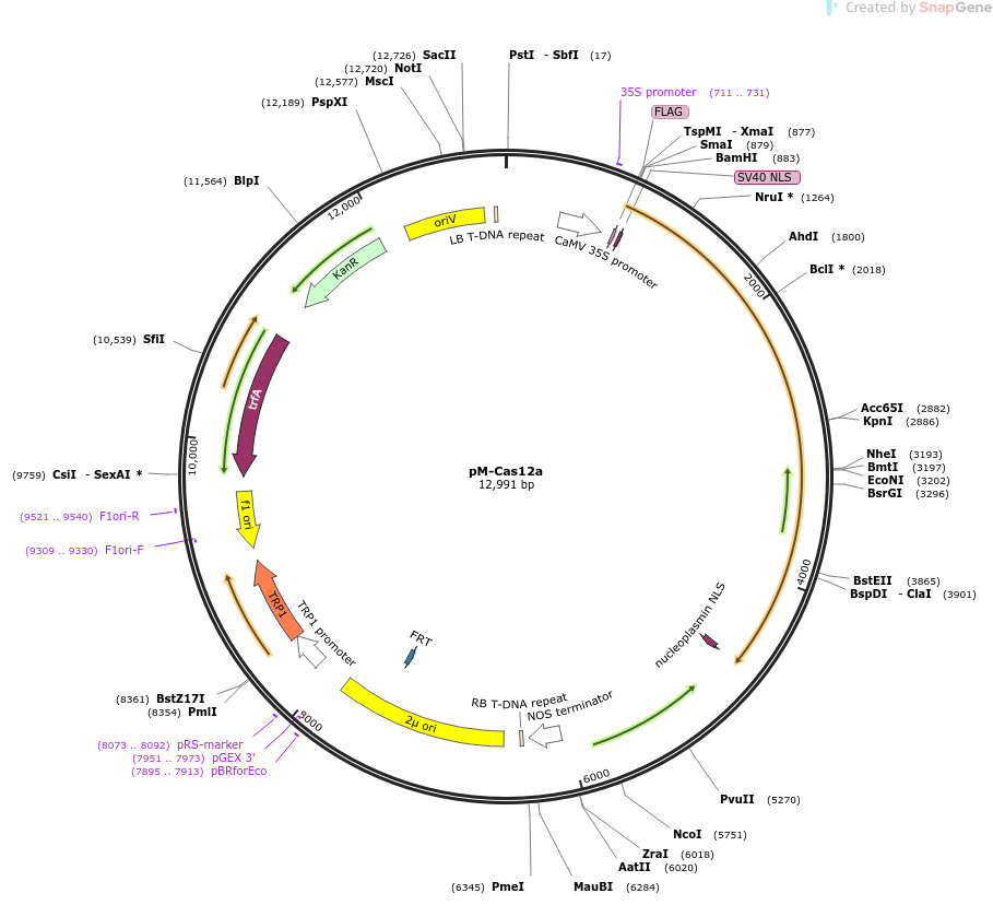 pM-Cas12a载体图谱