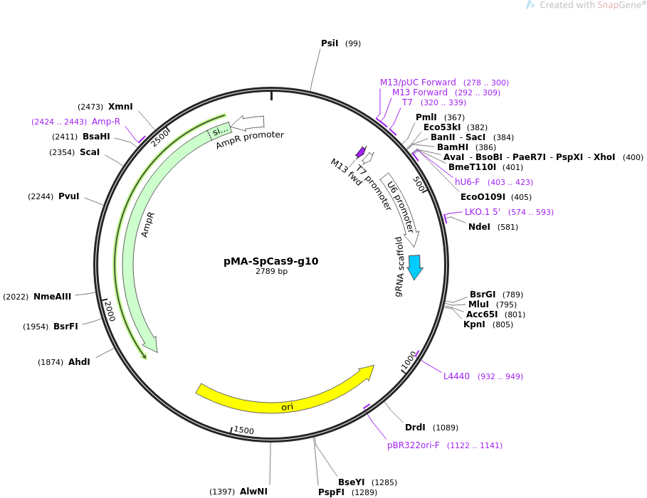 pMA-SpCas9-g10质粒图谱