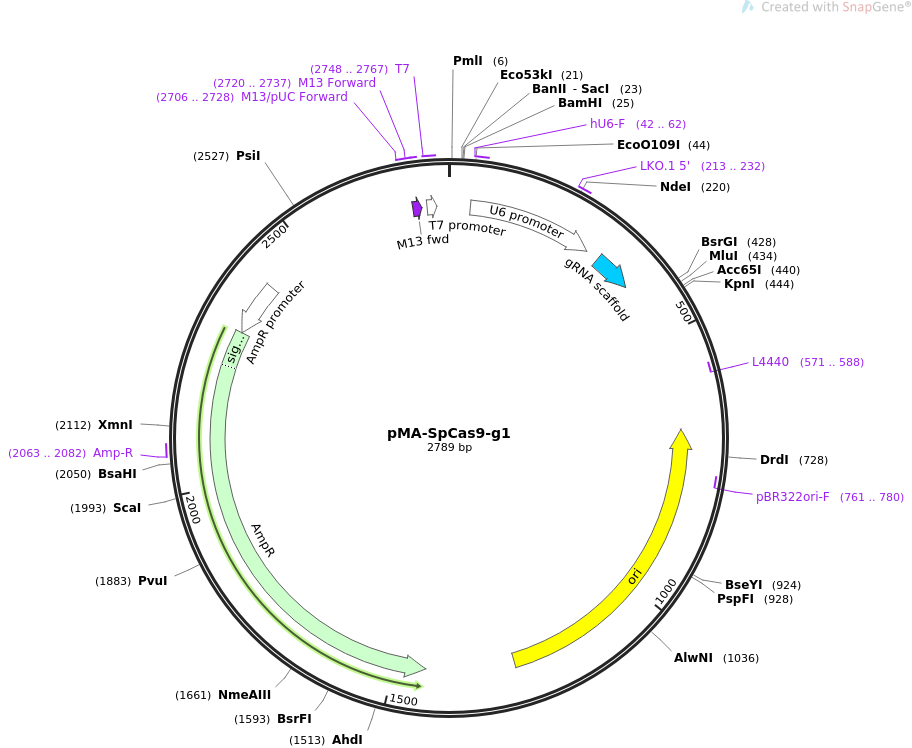 pMA-SpCas9-g1质粒图谱