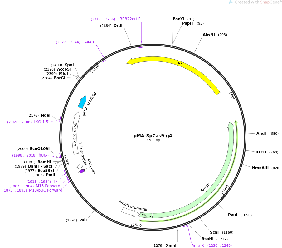 pMA-SpCas9-g4质粒图谱