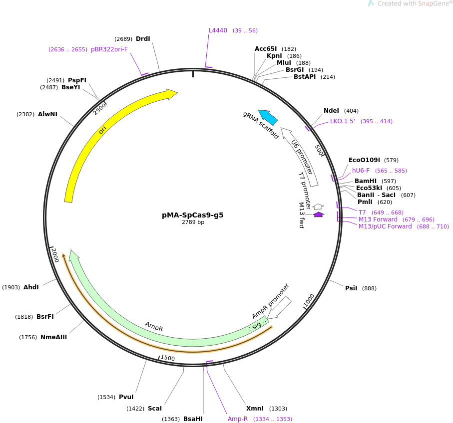 pMA-SpCas9-g5质粒图谱
