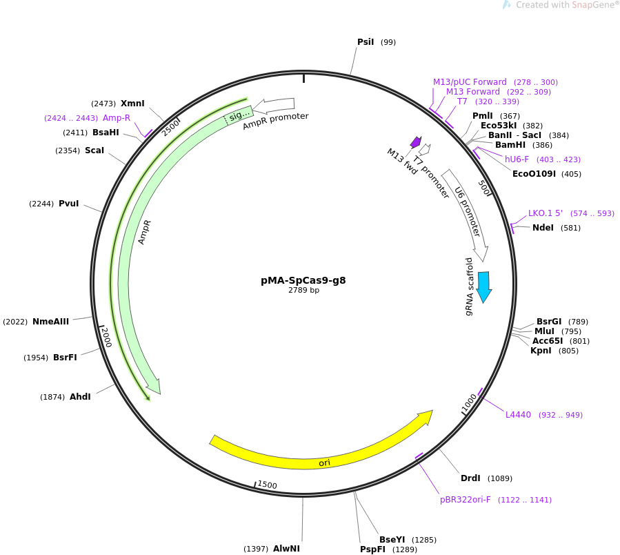 pMA-SpCas9-g8质粒图谱