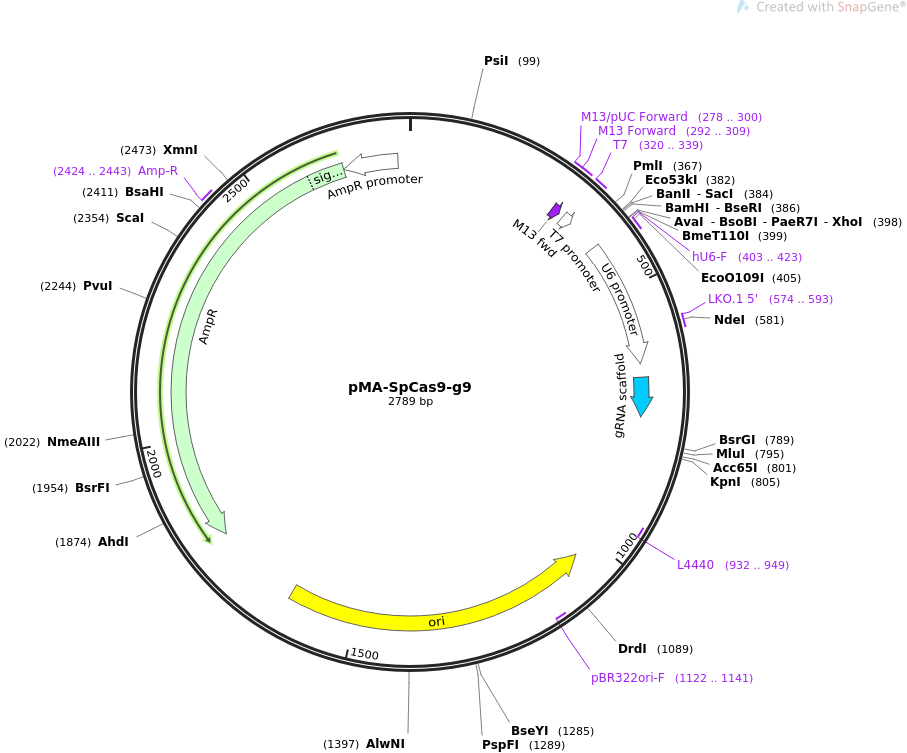 pMA-SpCas9-g9质粒图谱