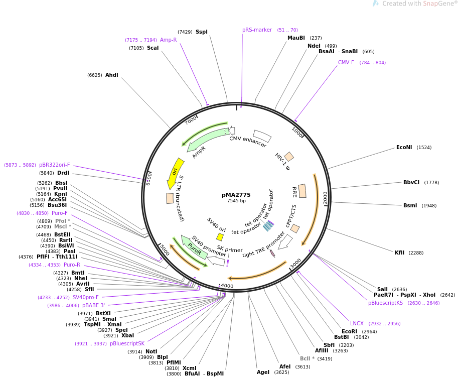 pMA2775质粒图谱