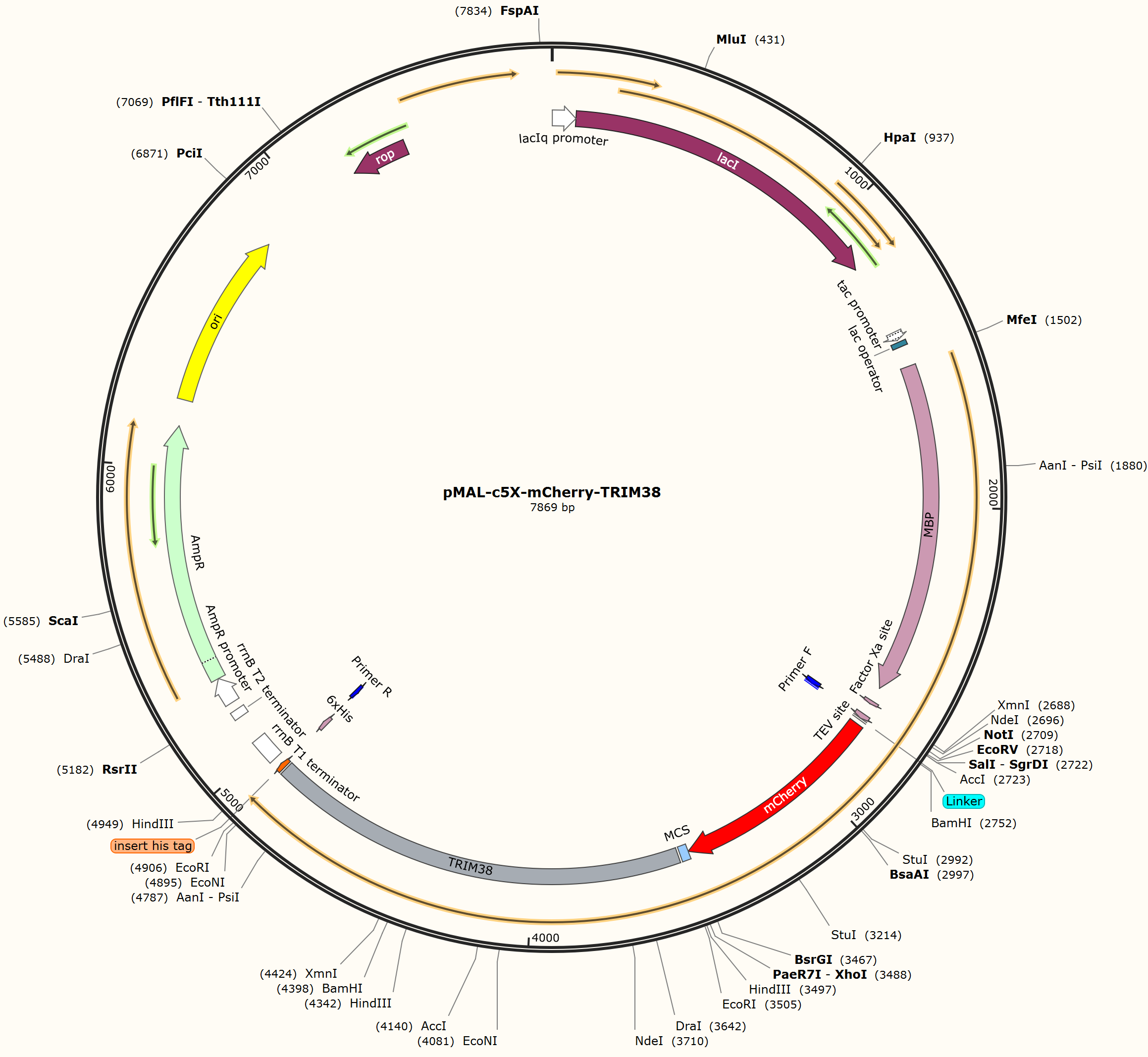 pMAL-c5X-mCherry-TRIM38载体图谱