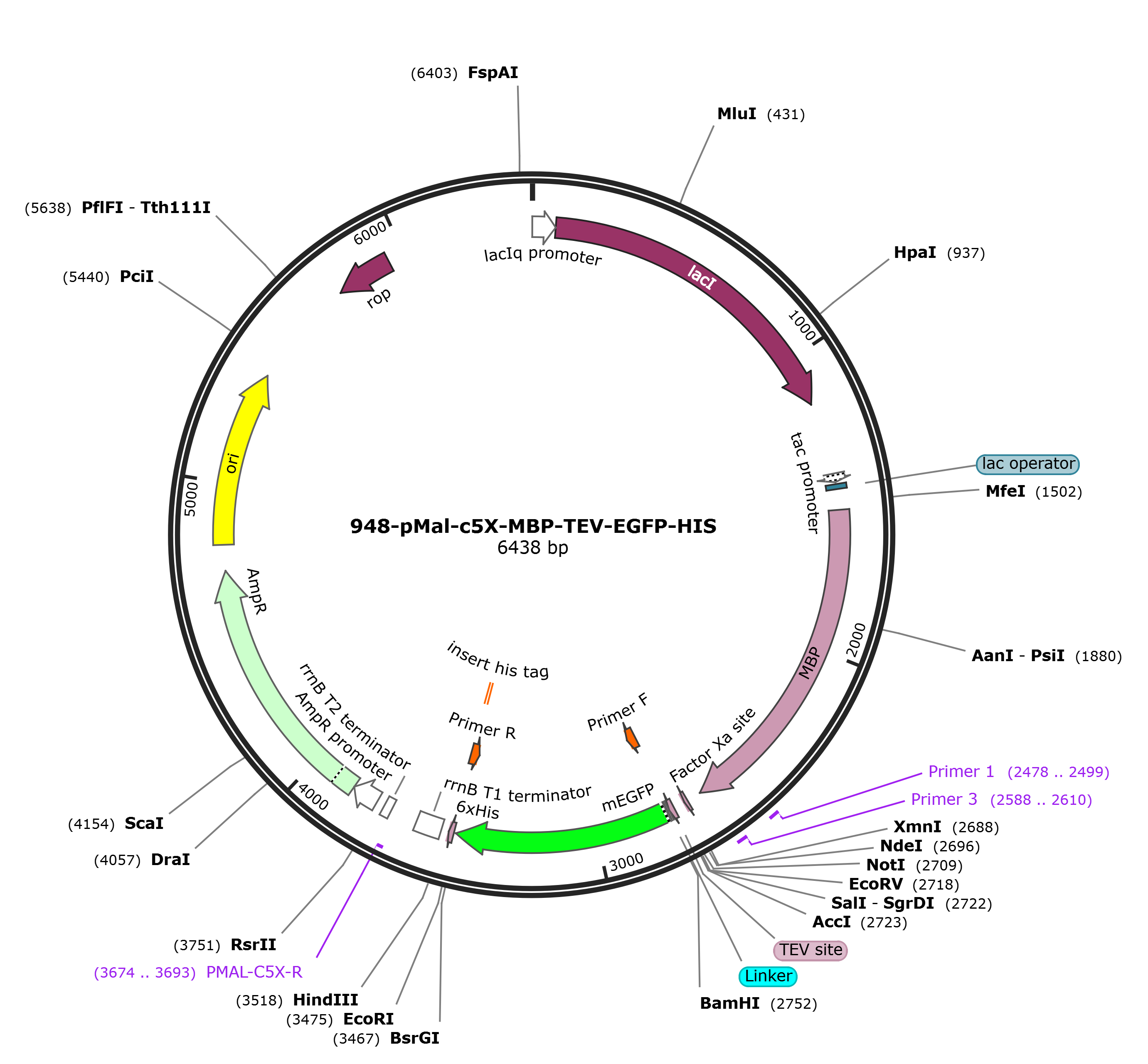 pMAL-c5x-EGFP载体图谱