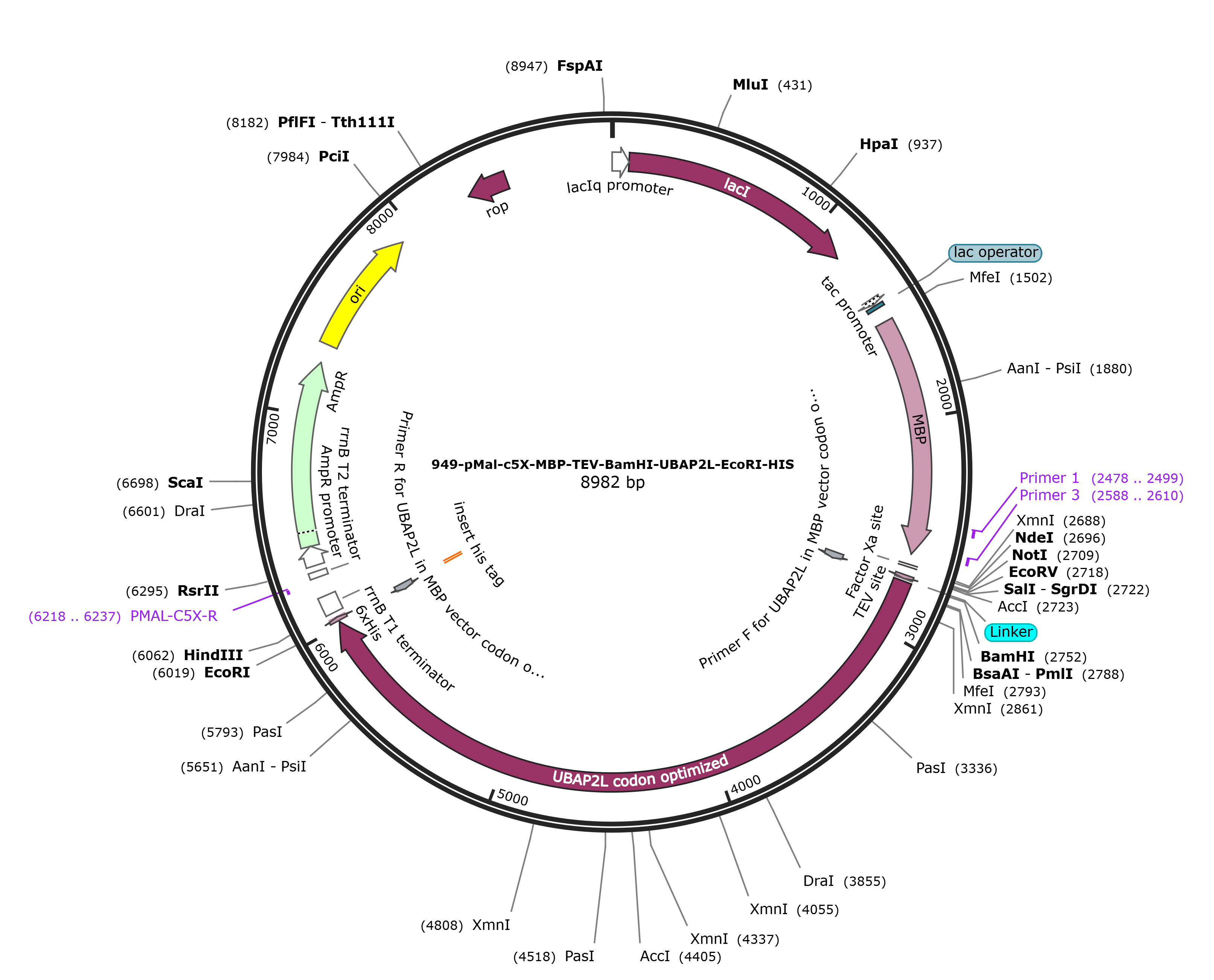 pMAL-c5x-UBAP2L载体图谱
