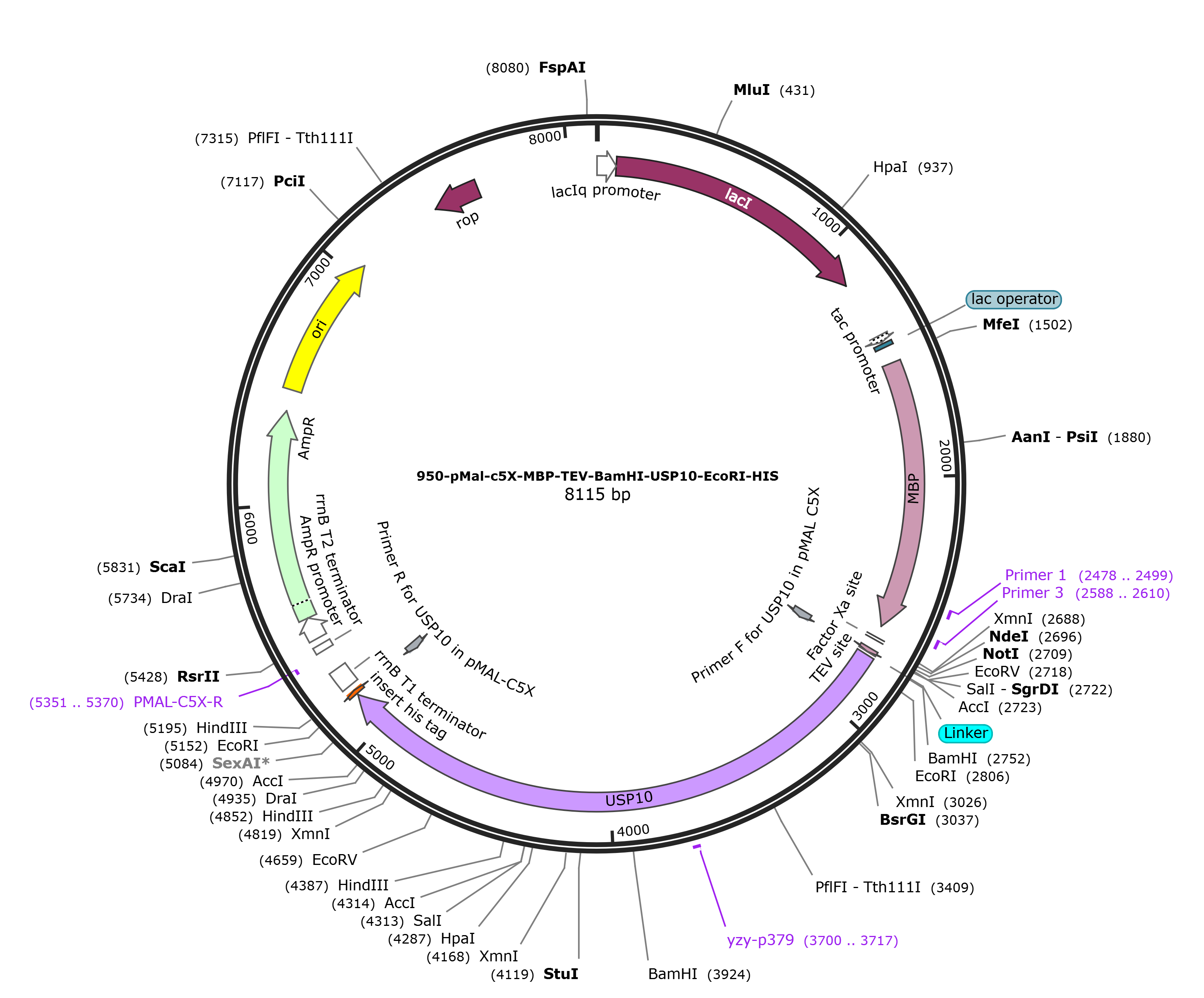 pMAL-c5x-USP10载体图谱