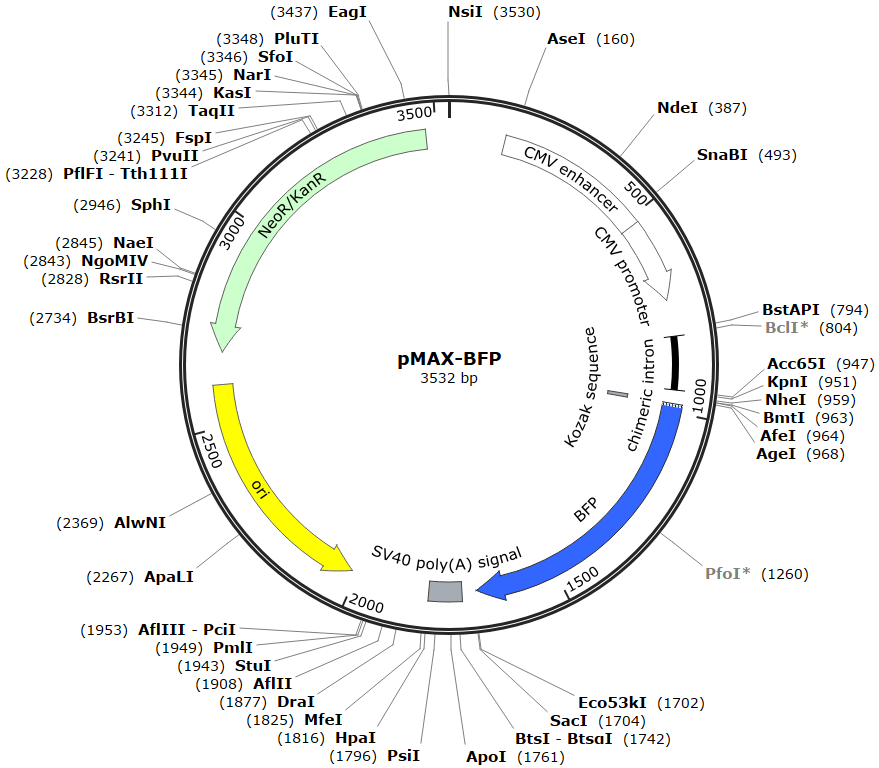 pMAX-BFP载体图谱