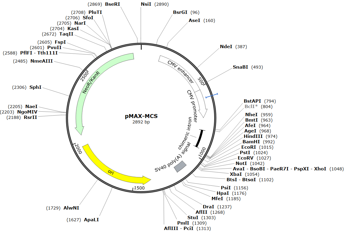 pMAX-MCS载体图谱