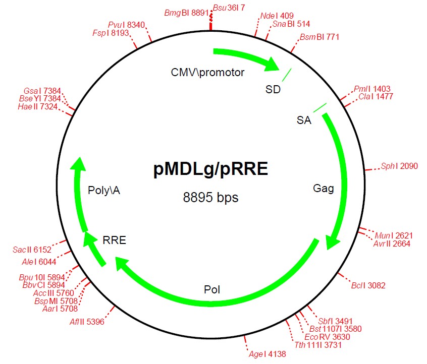 pMDLg/pRRE载体图谱