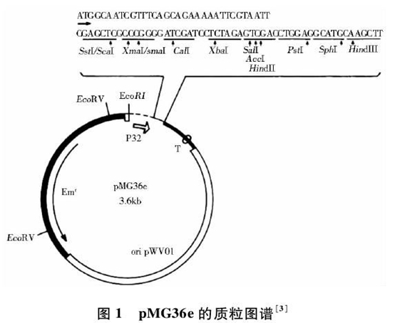 pMG36e载体图谱