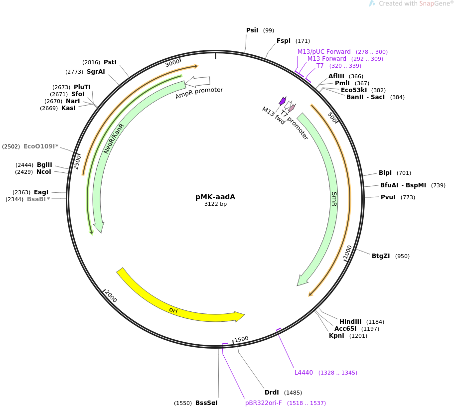 pMK-aadA质粒图谱