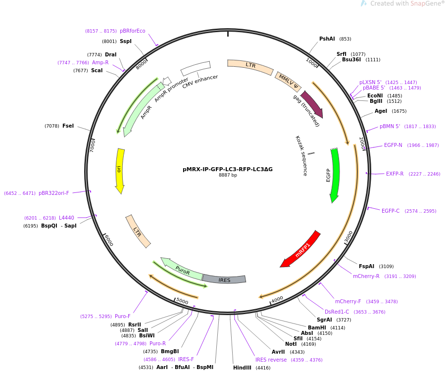 pMRX-IP-GFP-LC3-RFP-LC3ΔG质粒图谱