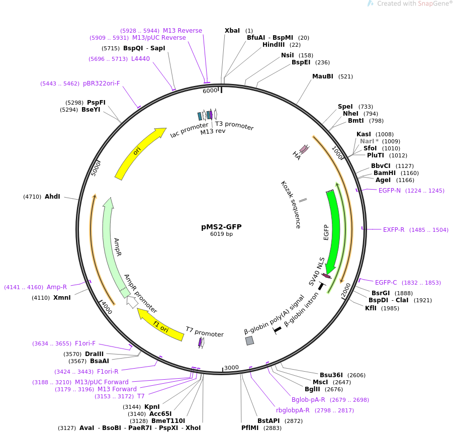 pMS2-GFP质粒图谱