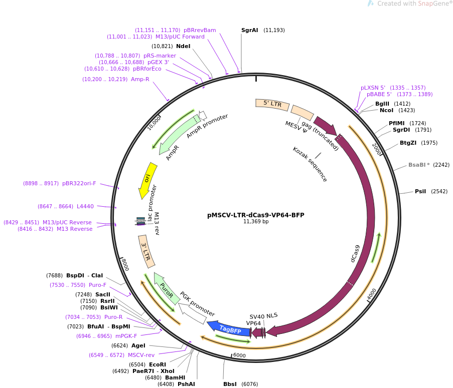 pMSCV-LTR-dCas9-VP64-BFP质粒图谱