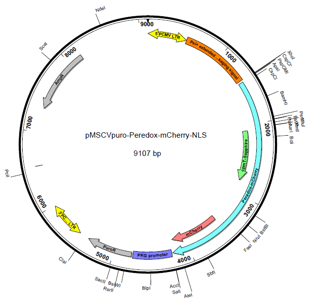pMSCV-Peredox-mCherry-NLS载体图谱