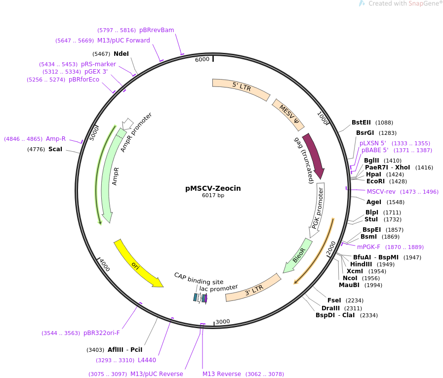 pMSCV-Zeocin质粒图