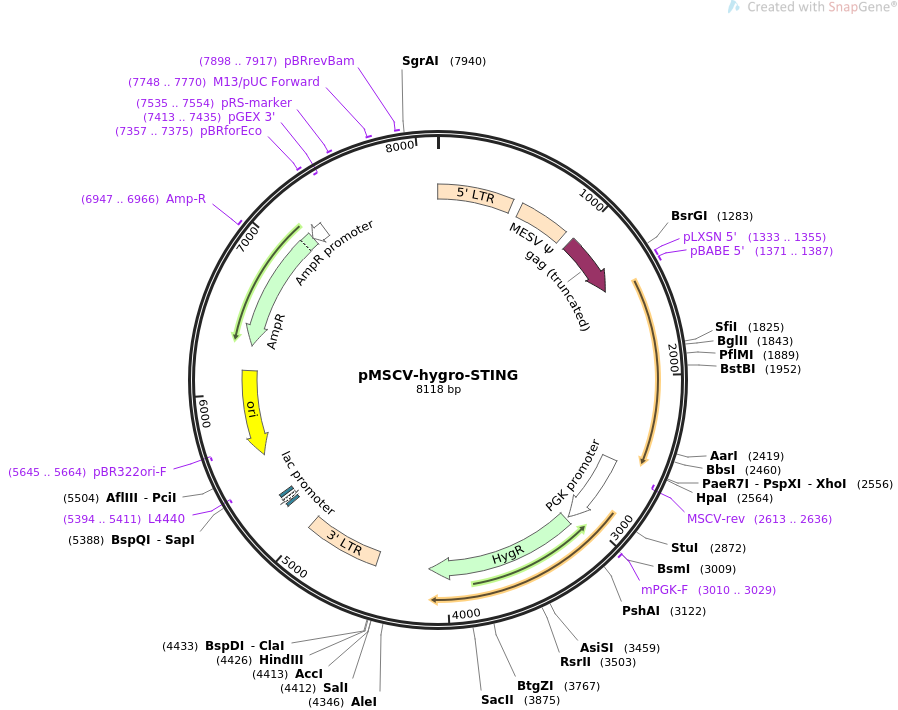 pMSCV-hygro-STING质粒图谱