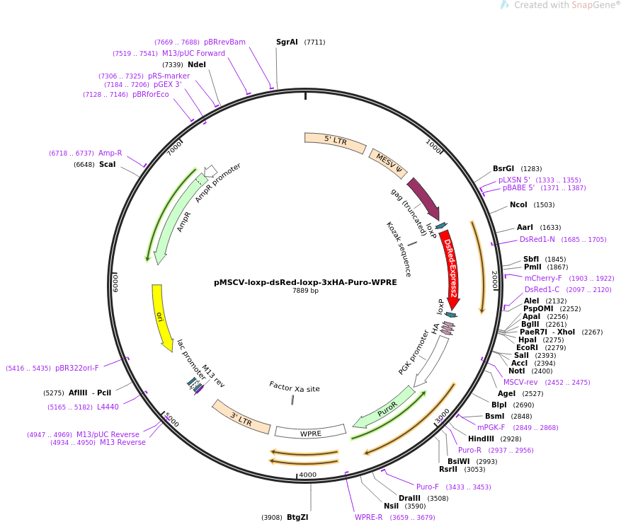 pMSCV-loxp-dsRed-loxp-3xHA-Puro-WPRE质粒图谱