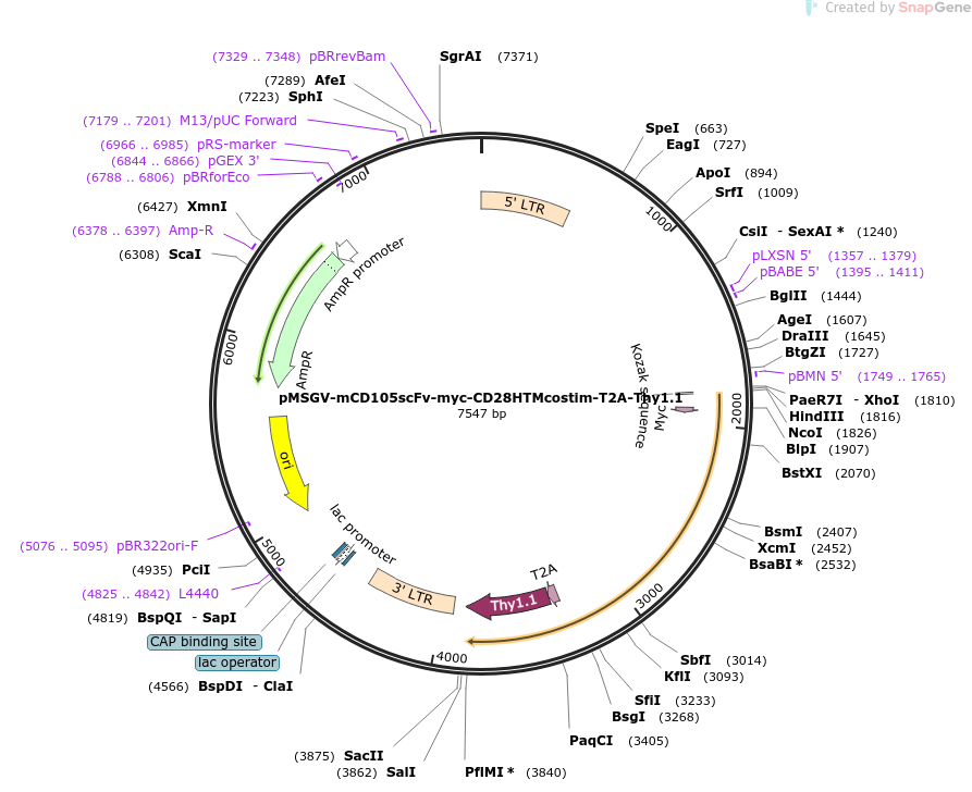 pMSGV-mCD105scFv-myc-CD28HTMcostim-T2A-Thy1.1载体图谱
