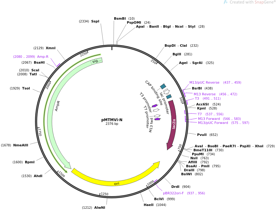 pMTMVi-N质粒图谱