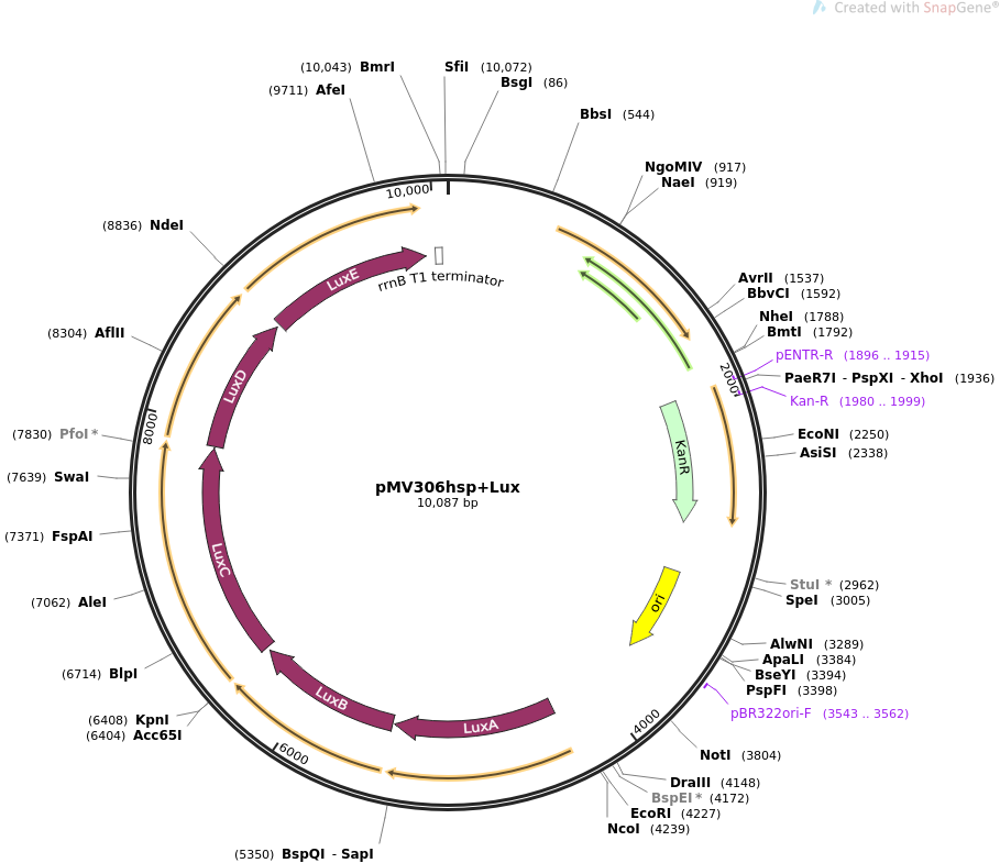 pMV306hsp+Lux质粒图谱