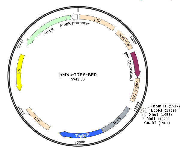 pMXs-IRES-BFP载体图谱