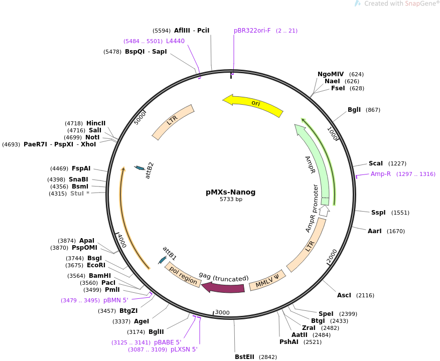 pMXs-Nanog质粒图谱