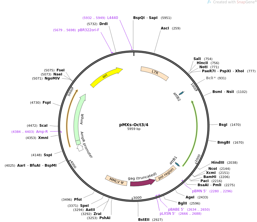 pMXs-Oct3-4质粒图谱