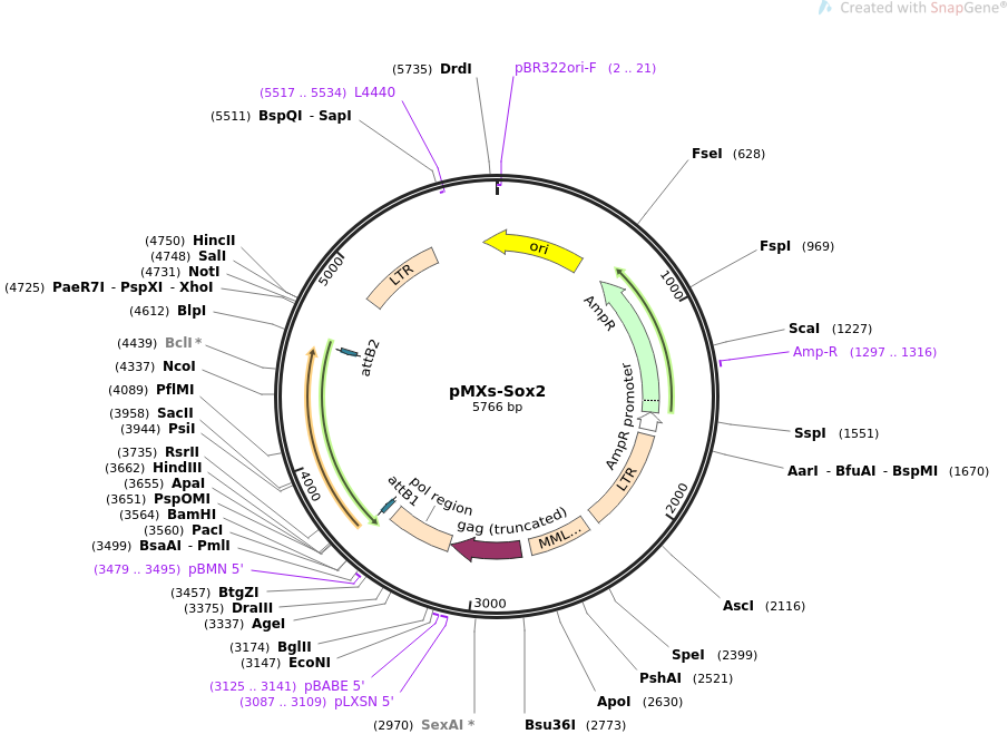 pMXs-Sox2质粒图谱