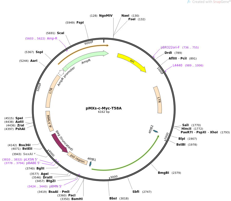 pMXs-c-Myc-T58A质粒图谱