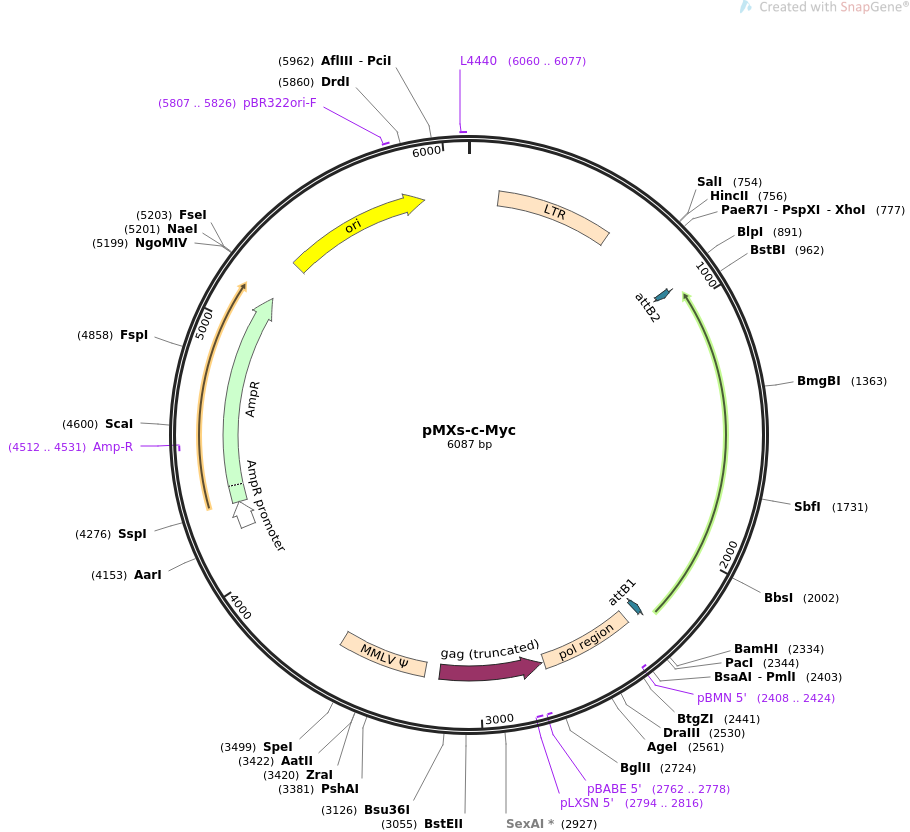 pMXs-c-Myc质粒图谱