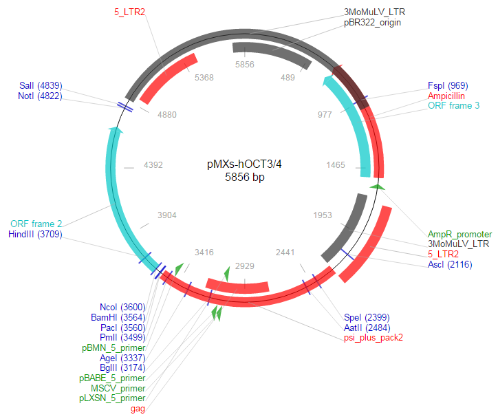 pMXs-hOCT3/4载体图谱