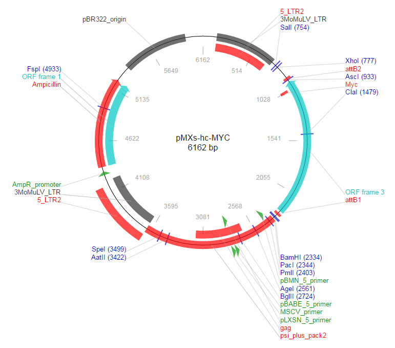 pMXs-hc-MYC载体图谱