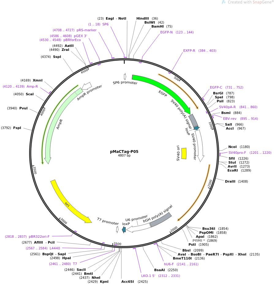 pMaCTag-P05质粒图谱