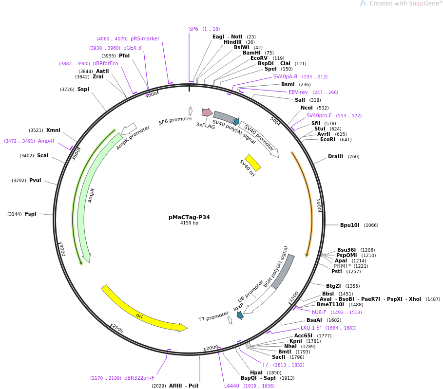 pMaCTag-P34质粒图谱
