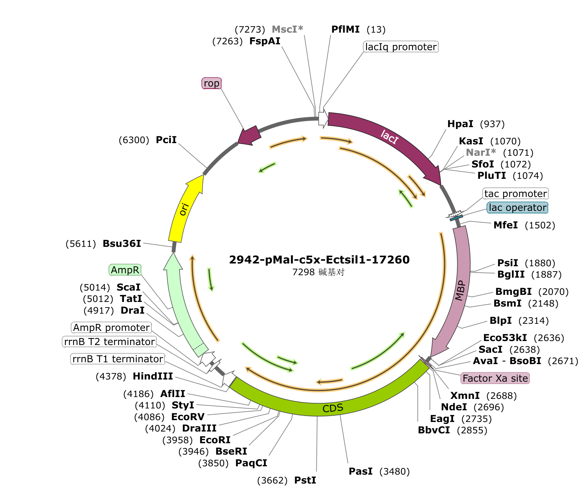 pMal-c5x-Ectsil1-17260载体图谱