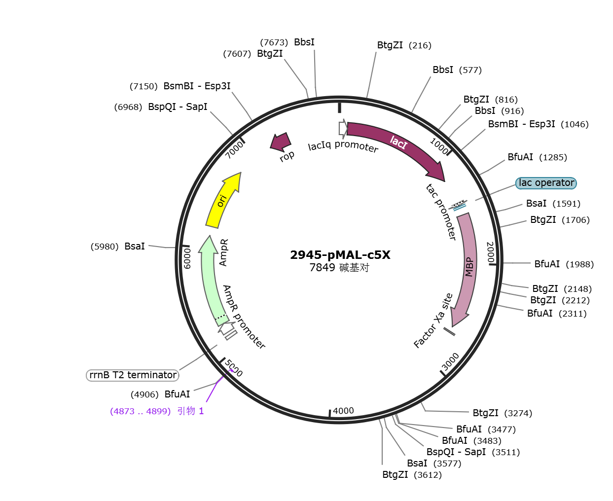 pMal-c5x-NO09G02500.1载体图谱