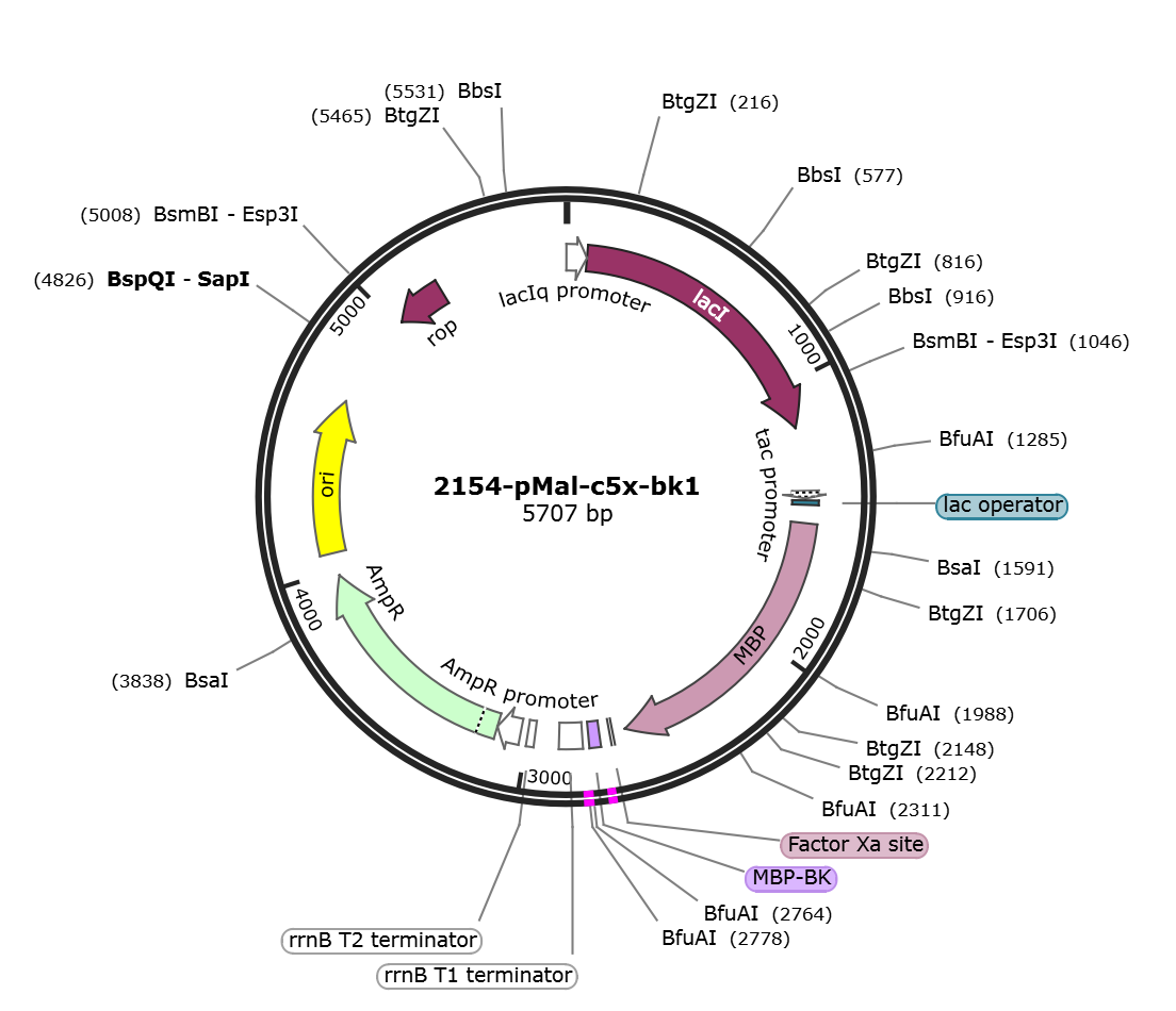 pMal-c5x-bk1载体图谱