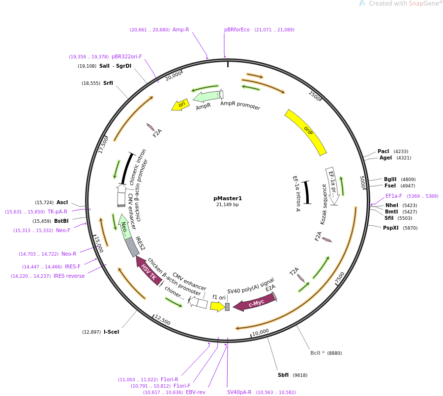 pMaster1质粒图谱