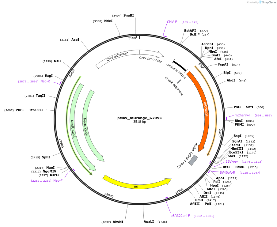 pMax_mOrange_G299C载体图谱