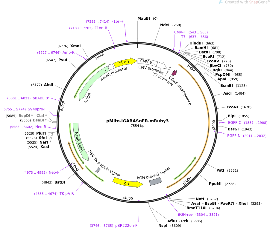 pMito.iGABASnFR.mRuby3载体图谱