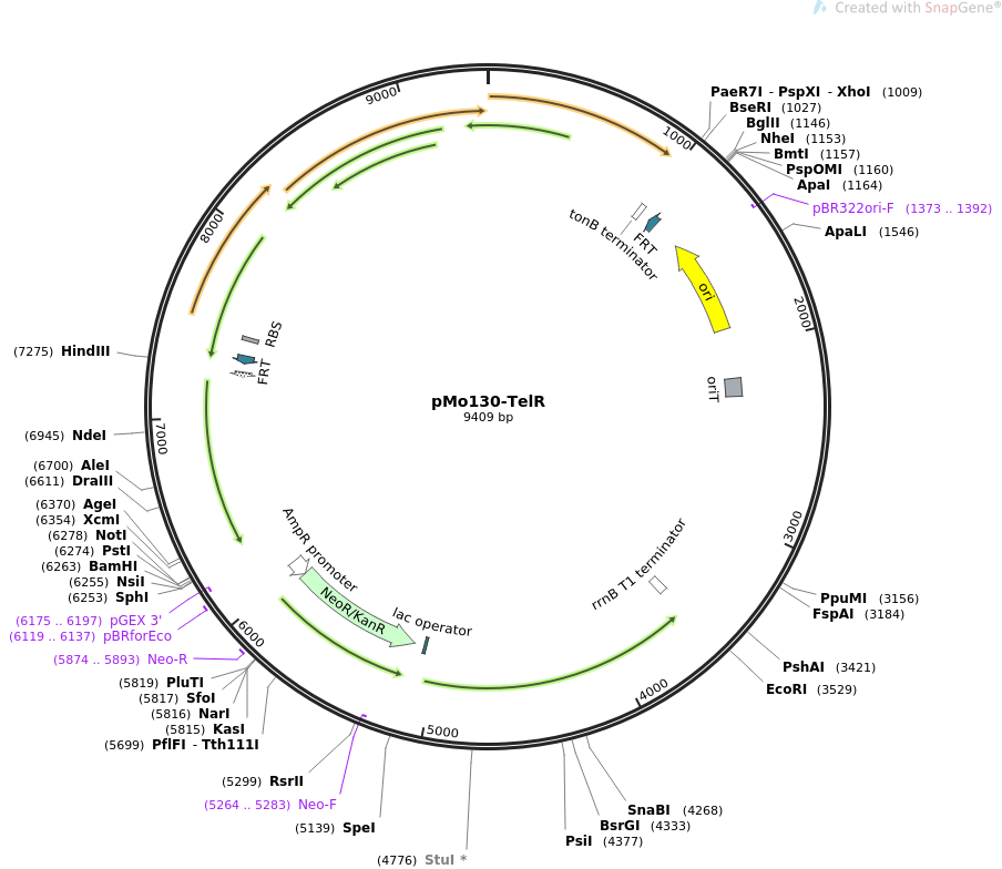 pMo130-TelR质粒图谱