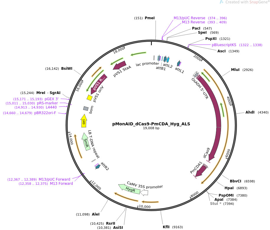 pMonAID_dCas9-PmCDA_Hyg_ALS质粒图谱
